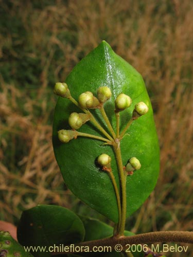 Myrceugenia exsucca의 사진